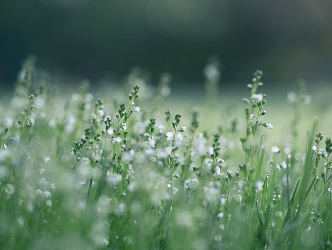 栀子花的功效与作用是什么？栀子花可以治疗什么？